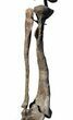 Allosaurus Leg On Custom Mount - Reduced Price #56532-4